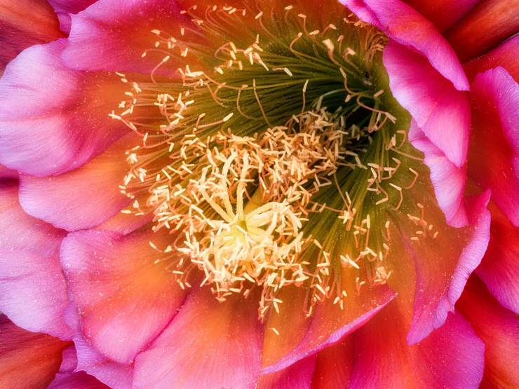 cactus bloom photograph