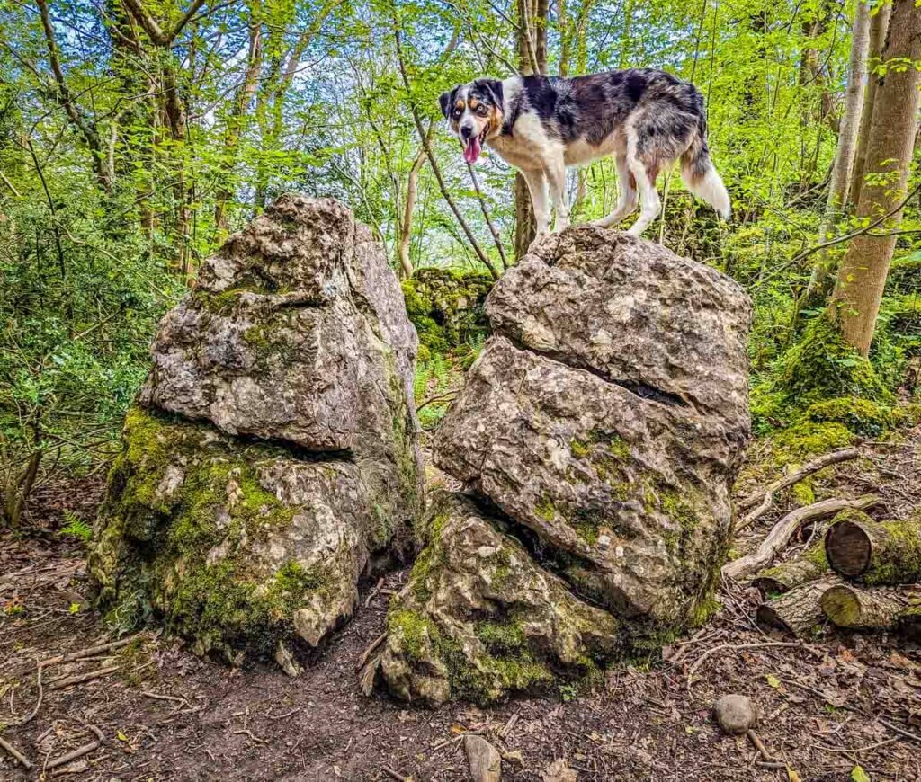dog on a rock