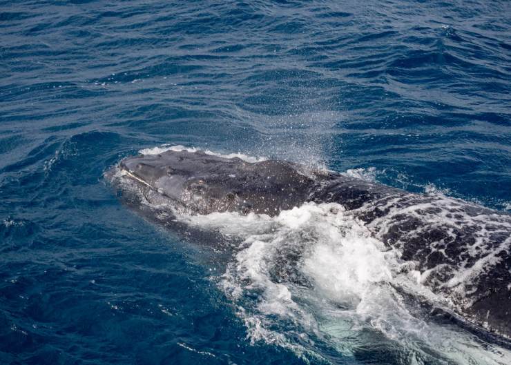 1694345517 420 Hervey Bays whales A journey of majestic encounters | Theedgesm