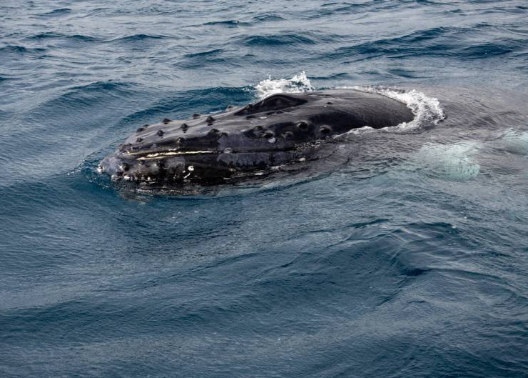 1694345519 206 Hervey Bays whales A journey of majestic encounters | Theedgesm