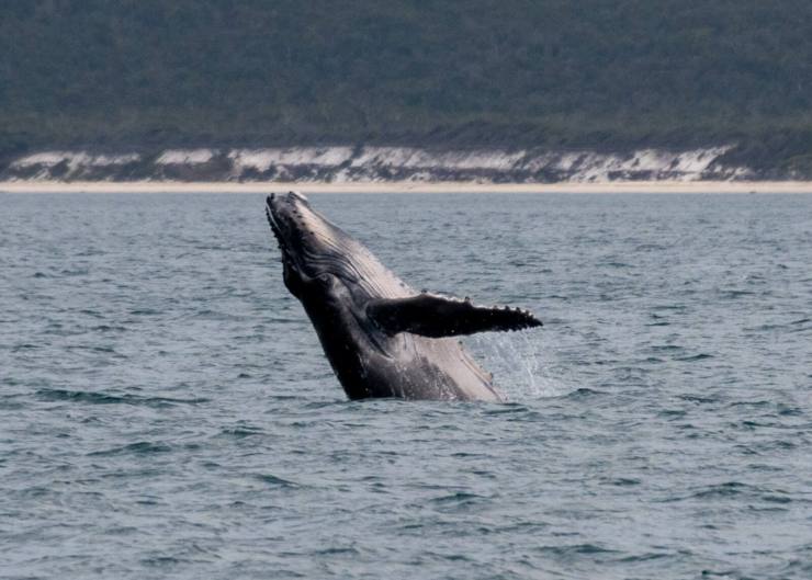 1694345521 968 Hervey Bays whales A journey of majestic encounters | Theedgesm
