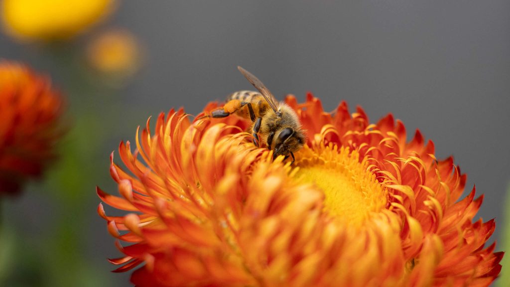 Is 24mm lens macro photography possible? Photographer Emma Wilson proves it is